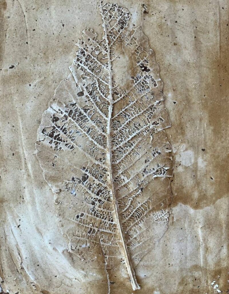 Natureza Efêmera é o título da nova exposição da artista plástica Rossana Mendes