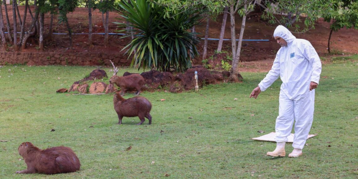 Como medida preventiva, Vigilância e Controle de Zoonoses de Palmas faz monitoramento de carrapatos no Cesamar