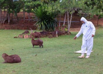 Como medida preventiva, Vigilância e Controle de Zoonoses de Palmas faz monitoramento de carrapatos no Cesamar