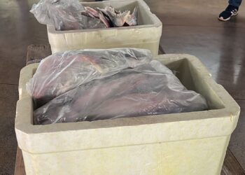 Curso de processamento de pescado terá 300 quilos de peixes para degustação na Agrotins