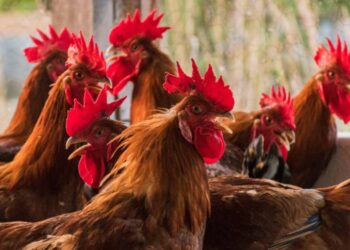 Governo do Tocantins finaliza estudos sorológicos para comprovação de ausência de doenças em aves e suíno