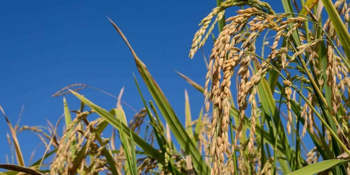 Justiça suspende leilão do governo federal para compra de arroz importado
