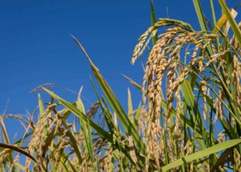 Justiça suspende leilão do governo federal para compra de arroz importado