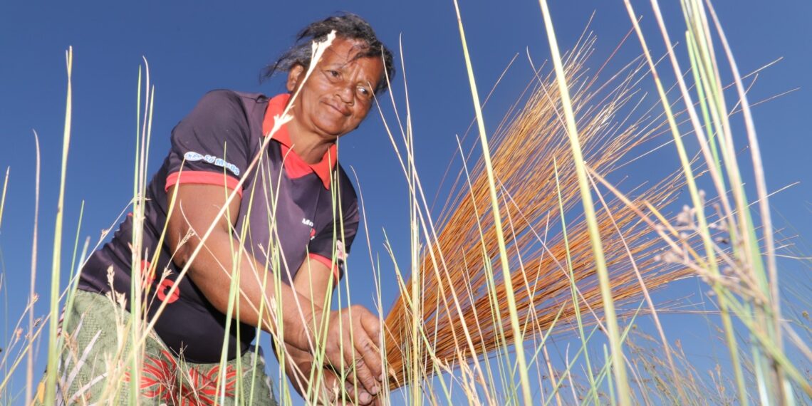 Naturatins estende até o dia 10 prazo para solicitação de licença de manejo do capim-dourado e buriti