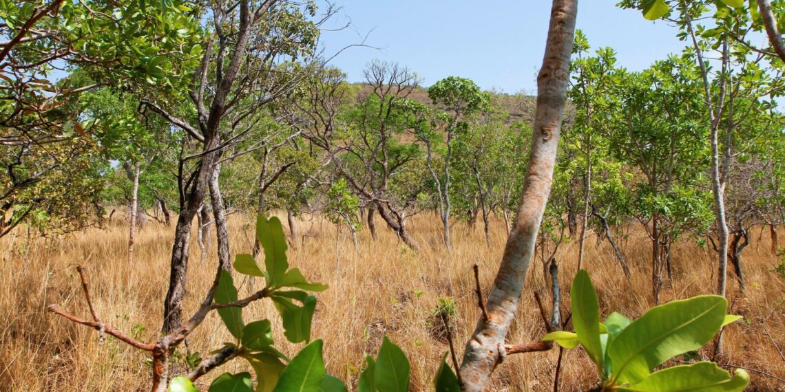 Estado identifica redução de 31,56% do desmatamento do cerrado em junho, 7,79% em território tocantinense