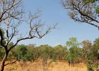 Balanço do Estado indica redução no desmatamento no Cerrado de 19,07%  em julho e de 15,38% no 2º quadrimestre