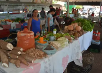 Governo do Tocantins promove 13ª edição da Feira da Colheita com atendimentos sobre aposentadoria rural, salário-maternidade e palestras técnicas em Araguatin