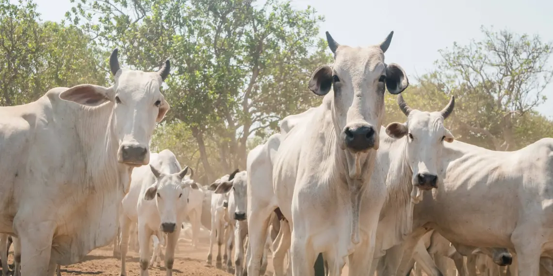 Adapec encerra campanha de informações pecuárias na Ilha do Bananal e proprietários que não tiverem participado serão multados