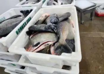 Na Semana do Pescado, Sepea diz que quer colocar o Tocantins entre os 5 maiores produtores de peixes até 2027