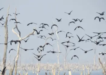 Adepec e Naturatins conclui nesta sexta-feira mapeamento de aves migratórias na Ilha do Bananal para prevenção à influenza aviária