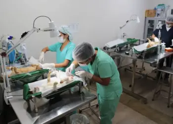 Com mais de 5 mil cirurgias realizadas, Centro de Castração de Araguaína celebra quatro anos de funcionamento