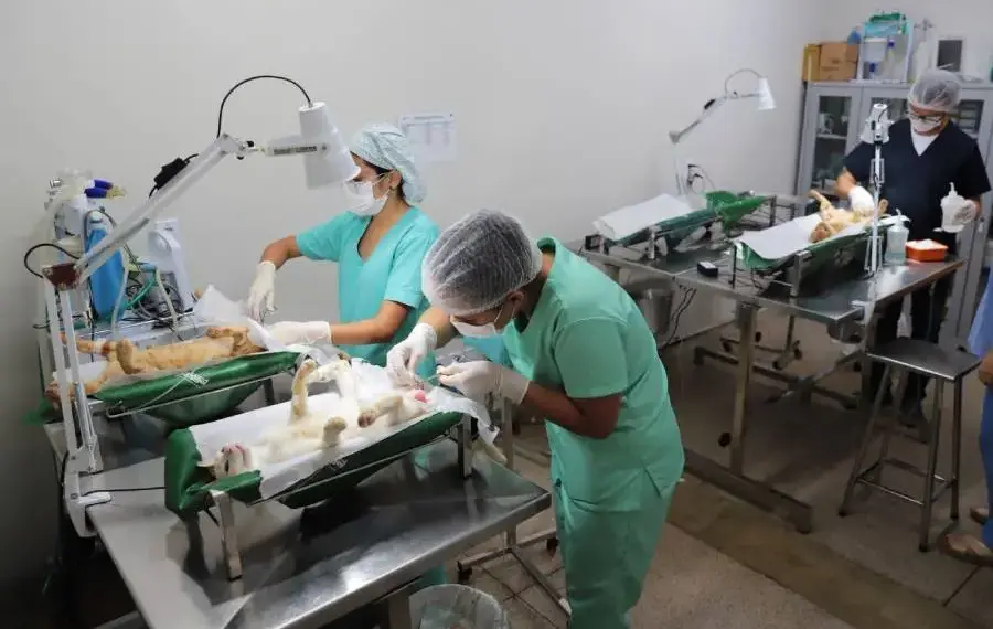 Com mais de 5 mil cirurgias realizadas, Centro de Castração de Araguaína celebra quatro anos de funcionamento