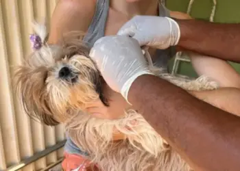 Semus realiza troca de coleiras em cães da região norte da Capital