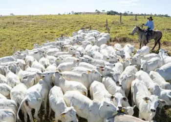 No Dia Nacional da Pecuária, Tocantins destaca 10º maior rebanho do País com 11,2 milhões de cabeças de gado