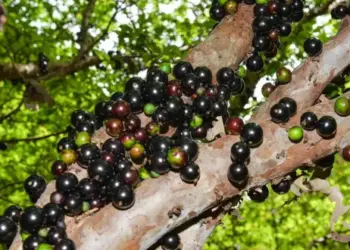 6ª Festa da Jabuticaba de Taquaruçu acontece a partir do dia 14, mas colheita da fruta é antecipada para esta sexta-feira