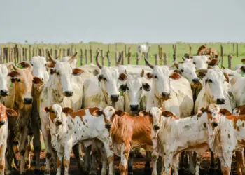 Produtores têm até dia 30 para apresentar declaração de informações pecuárias à Adapec; Tocantins conta com 12 milhões de animais