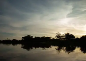 Rede Transformar prorroga inscrições para seleção de projetos de proteção do bioma Amazônico