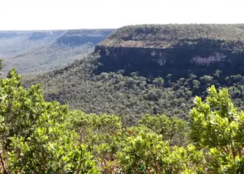 Estratégia conjunta resulta em redução de 28,2% de desmatamento ilegal no Tocantins, diz secretaria