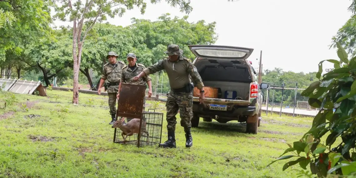 Guarda Metropolitana resgata veado catingueiro de área urbana e animal devolve para habitat natural
