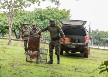 Guarda Metropolitana resgata veado catingueiro de área urbana e animal devolve para habitat natural