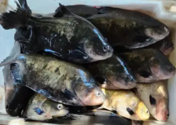 Levantamento da Sepea mostra como é o consumo de pescado por moradores no sul e no sudeste do Tocantin