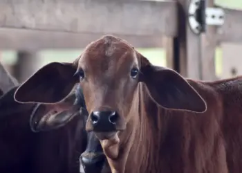 Tocantins alcança 90,58% de índice vacinal contra brucelos