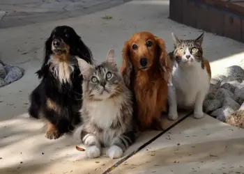 Comitê Pró-Animais discute implementação de Disque Maus-Tratos no Tocantins ainda neste 1º semestre