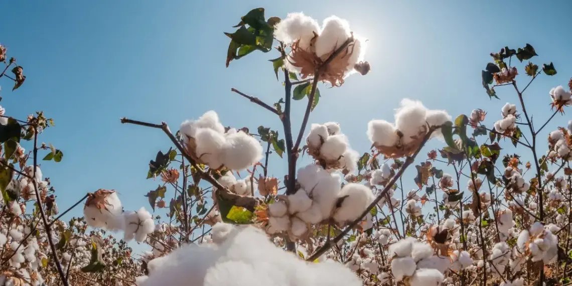Com fim do plantio do algodão sequeiro, safrinha começa e segue até março