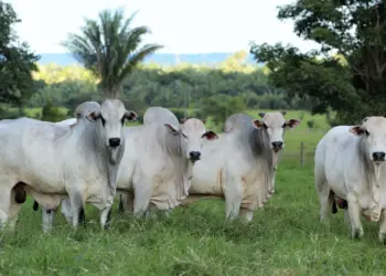 Araguaína registra US$ 131,9 milhões em exportações de carne no ano passado, crescimento de 42%; EUA é o principal destino