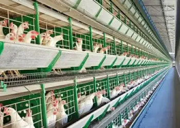 Com expectativa de receber R$ 370 milhões em investimentos até 2028, Estado concede incentivo fiscais à Granja Faria