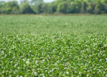 Com prazo de colheita previsto para 20 de setembro, janela do plantio de soja semente será aberta no domingo