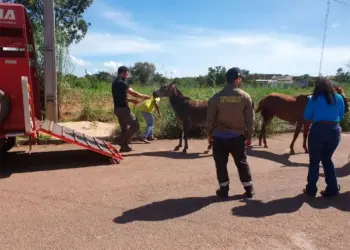 Prefeitura de Gurupi intensifica operação de recolhimento de cavalos soltos nas ruas; três foram apreendidos