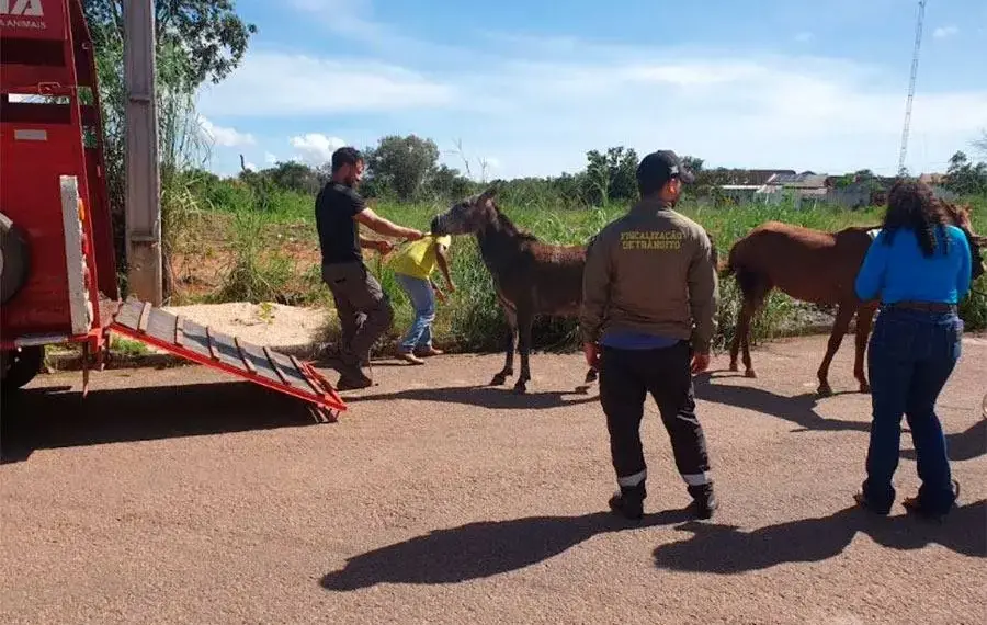 Prefeitura de Gurupi intensifica operação de recolhimento de cavalos soltos nas ruas; três foram apreendidos