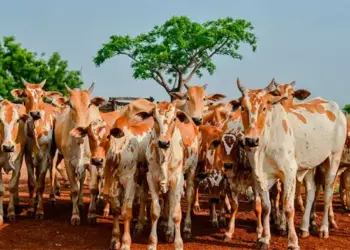 Adapec alerta produtores rurais sobre o fim do prazo para declaração obrigatória de informações pecuárias que encerra próximo dia 31