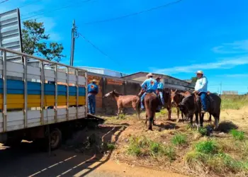 Prefeitura de Paraíso inicia recolhimento de animais de grande porte soltos em vias públicas; três já foram retirados