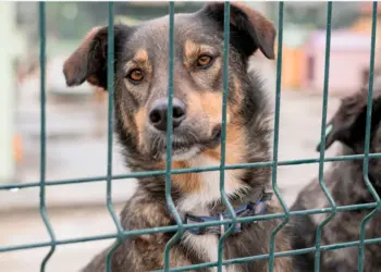 Em Araguaína, homem que provocou a morte de um cachorro é indiciado por maus-tratos a animal; caso é encaminhado para MPTO