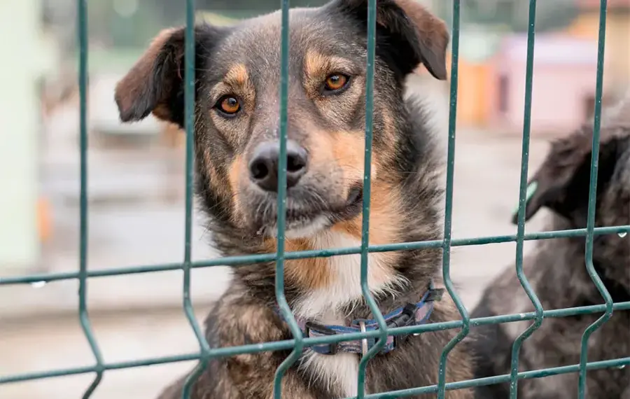 Em Araguaína, homem que provocou a morte de um cachorro é indiciado por maus-tratos a animal; caso é encaminhado para MPTO