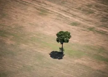 Coalisão Vozes do Tocantins se mobiliza contra PL do Senado que substitui licenciamento ambiental por sistema autodeclaratório