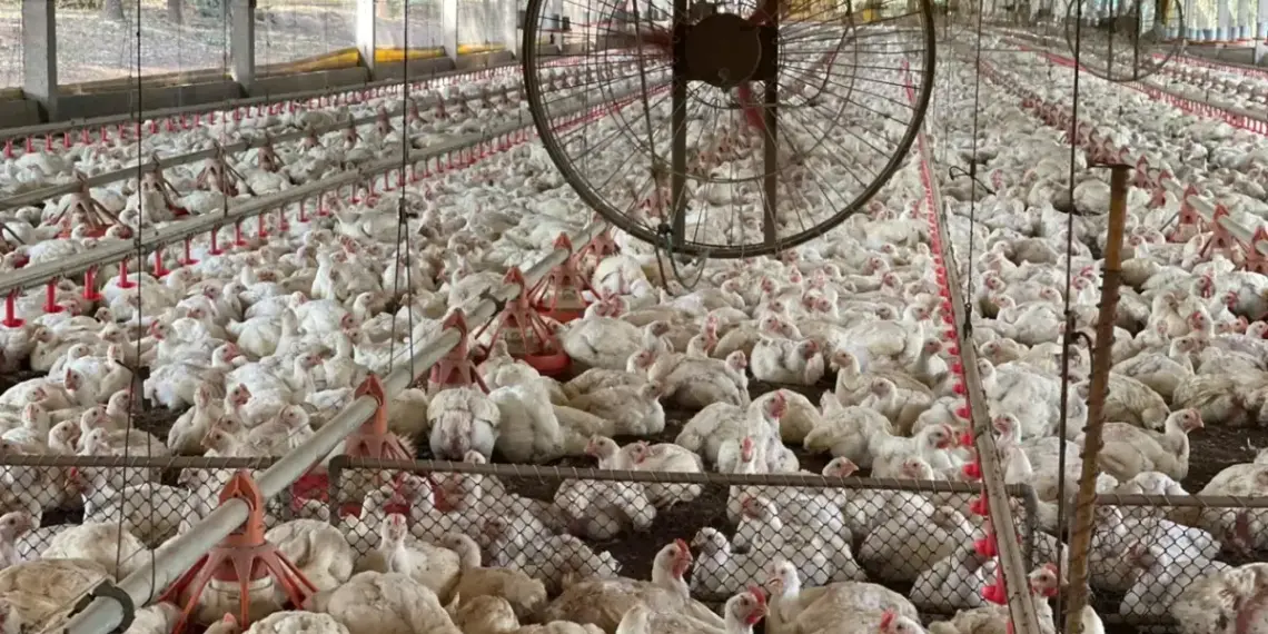 Ministério da Agricultura descarta caso de gripe aviária em amostra colhida em Aguiarnópolis