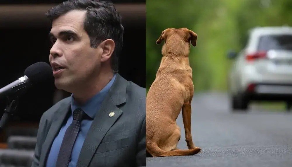 Quem abandonar animais poderá ter CNH suspensa, prevê relatório de Ricardo Ayres aprovado