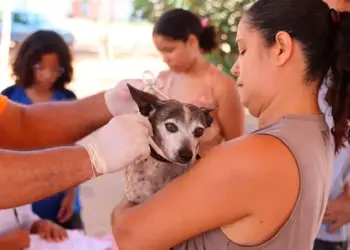 Cerca de 1,2 mil animais atendidos, prefeitura faz vacinação antirrábica e encoleiramentos em Luzimangues