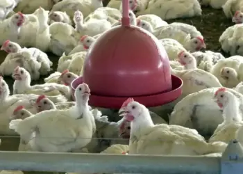 Caso suspeito de gripe aviária em Aguiarnópolis está sob investigação; amostra já foi enviada à laboratório do Mapa