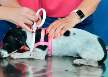 Prefeitura de Gurupi amplia programa de encoleiramento canino e passa a cobrir toda a zona urbana