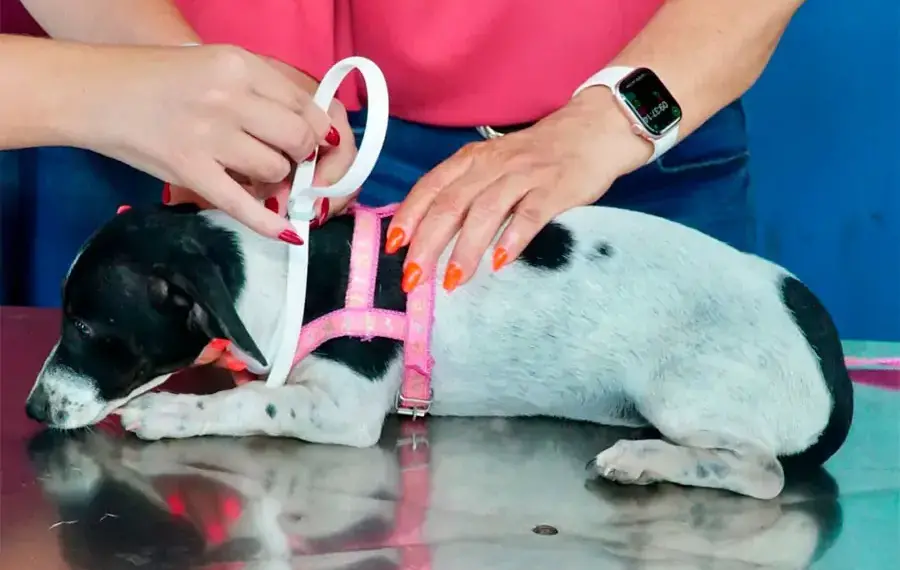 Prefeitura de Gurupi amplia programa de encoleiramento canino e passa a cobrir toda a zona urbana