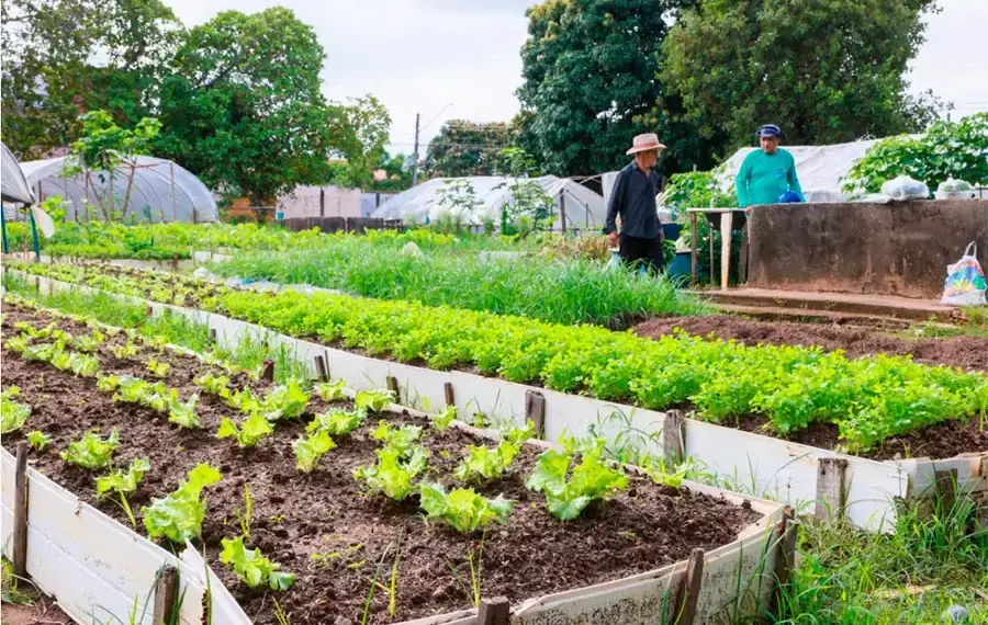 Com recurso de mais de R$ 200 mil, Prefeitura de Palmas reformará seis hortas comunitárias na Capital