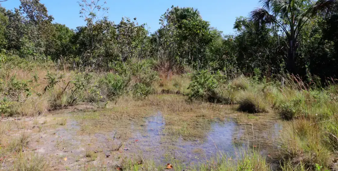 Governo do Tocantins entrega primeira etapa do maior projeto de recuperação de nascentes do estado com o 'Plantando Água' na Semana do Meio Ambiente
