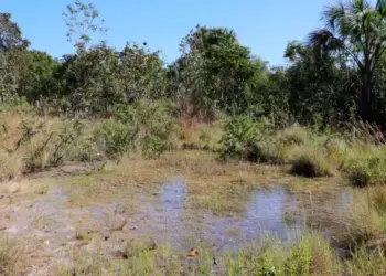 Governo do Tocantins entrega primeira etapa do maior projeto de recuperação de nascentes do estado com o 'Plantando Água' na Semana do Meio Ambiente