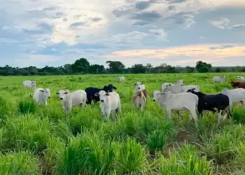 Governo do Tocantins apresenta a pecuaristas sistemas de tecnologias aplicadas na produção bovina na Rota da Pecuária; veja a programação