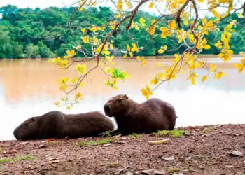 Semana do Meio Ambiente começa nesta segunda-feira com roda de conversa sobre arborização e ação com animais; programação segue até às 19 horas