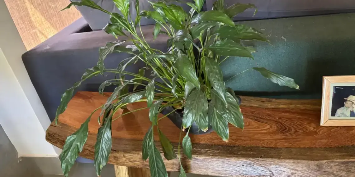 BILHETE DO CT | Para homens e mulheres de boa vontade, sobre meu desespero ao me sentir o Benjamin Netanyahu da flora e sobre a loucura dos homens